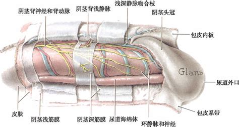 阴茎龟头|男性生殖结构